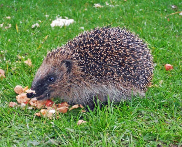 "Hedgehog scavenging" by It's No Game is licensed under CC BY 2.0. To view a copy of this license, visit https://creativecommons.org/licenses/by/2.0/?ref=openverse.